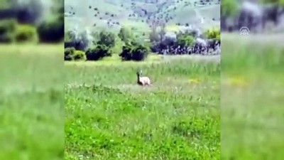 Köye inen dağ keçisi tekrar doğaya bırakıldı - SİVAS 