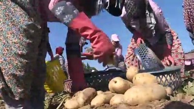 salar - Patatesin fiyatı hasatla düştü - İZMİR  Videosu