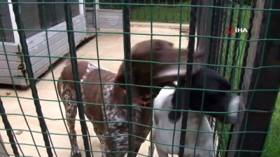salyangoz -  Sarıyer’de köpekleri salyangoz zehriyle zehirlenen kadın İHA’ya konuştu Videosu