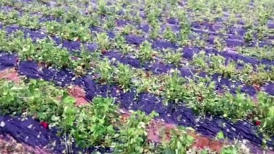 tavuk ciftligi - Manisa'daki dolu ve sel çilek hasadını olumsuz etkiledi - MANİSA Videosu