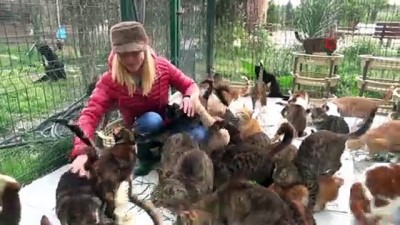 yardim cagrisi -  Sağır olma tehlikesi altında olan 120 kedi için yardım çağrısı  Videosu