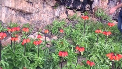 kis mevsimi - Hakkari'de Çiçek Vadisi'ne doğa yürüyüşü Videosu