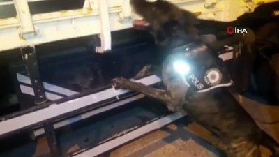 narkotik -  Pul biber ile kamufle edilen eroin, narkotik köpeği Alfa'ya takıldı  Videosu
