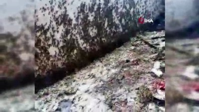  - Medine'de Çekirge Alarmı 