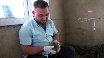 sezar -  Sarıgöl’de bir köpek 18 yavru doğurdu Videosu