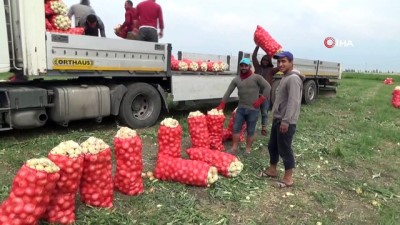  Soğan tarlada 1 liraya alıcı buluyor 