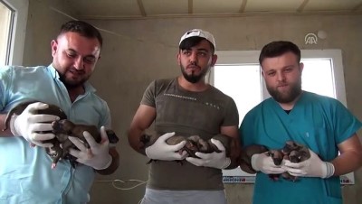 baglama - Tek tesellisi 18 köpek yavrusu oldu - MANİSA Videosu