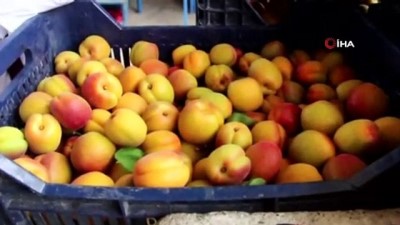 tas komuru -  - Zonguldak’ta Meyvecilik Çalıştayı düzenlendi  Videosu
