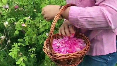 sparta - 'Gül tarımı' atağı - EDİRNE  Videosu