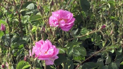 sparta - 'Güller diyarı'nda hasat zamanı - ISPARTA  Videosu