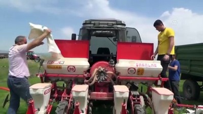 Muş'ta etkili olan yağışlar, çiftçiyi olumsuz etkiledi 
