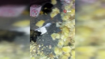  Sultangazi’de çöpte telef olmuş yüzlerce civciv bulundu 