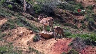 dag kecisi -  Dağ keçileri yola indi, onları görenler cep telefonuna sarıldı  Videosu