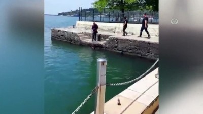 guzergah - Denizdeki köpeği vatandaşlar kurtardı - ZONGULDAK  Videosu