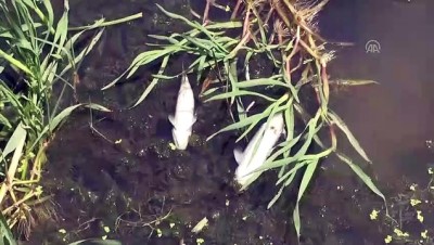 olu balik - Derede balık ölümleri - KIRKLARELİ Videosu