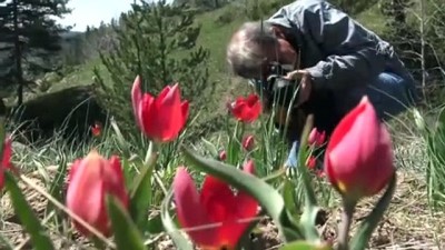flaman - Lalelerden 'Şehitler Diyarı'nda görsel şölen - KARS  Videosu