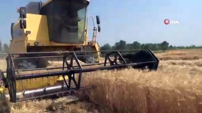 tarim arazisi -  Osmaniye’de buğday hasadı başladı  Videosu