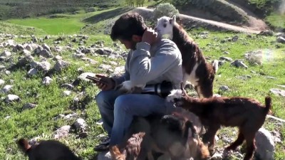 keci - Ovacık'ta oğlaklar merayla buluştu - TUNCELİ  Videosu