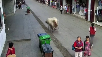 yasli kadin -  - Çin’de Hızla Koşan At Yayaları Ezdi  Videosu