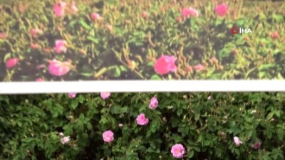 sparta -  Gülün başkenti Isparta Ardıçlı’da gül hasadı başladı Videosu