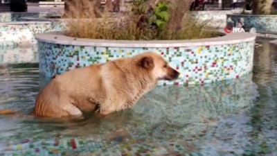 golgeli -  Sıcaktan bunalan köpek süs havuzuna girdi Videosu