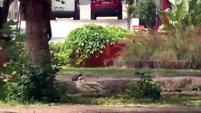 yuzme -  Antalya’da çocuklar süs havuzu sezonunu açtı  Videosu