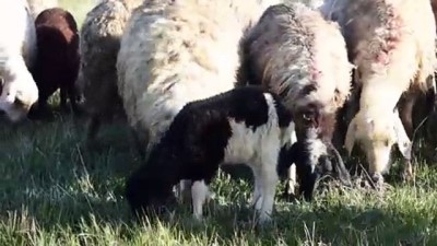 iftar vakti - Çobanların ramazanda zorlu mesaisi - KARS  Videosu