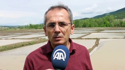 seker orani - Kastamonu'da üreticilerin zorlu çeltik mesaisi başladı  Videosu