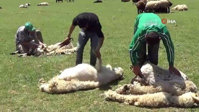  Muş’ta koyun kırkma sezonu başladı 