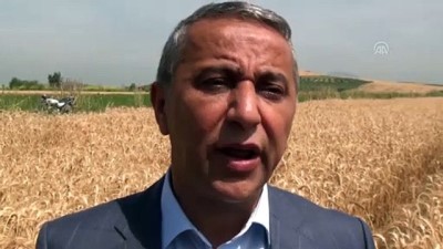 kirac - Osmaniye’de yağışlar buğday üretimine yaradı Videosu