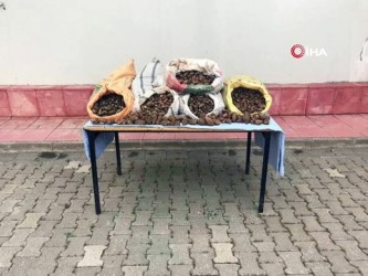 biyoloji -  Salep soğanı toplayanlara bugünde 240 bin TL ceza kesildi Videosu