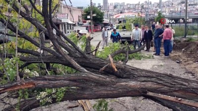 test surusu -  Samsun'da ağacın seyir halindeki otomobilin üzerine devrilme anı saniye saniye görüntülendi  Videosu