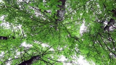 Sığla ormanları bilim insanlarını bekliyor - BURDUR 