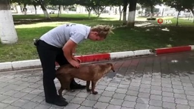 sokak kopegi -  Sokak köpeğini bıçaklayarak, ölüme terk ettiler  Videosu