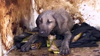 hassasiyet - Zifte yapışan köpek yeni yuvasına kavuştu - KOCAELİ Videosu