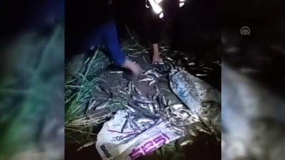 inci kefali - Kaçak avlanılan bir ton inci kefali, Van Gölü’ne geri bırakıldı - VAN  Videosu