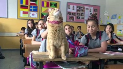 bir ayrilik - Kedi Tombi'ye hüzünlü veda - İZMİR  Videosu