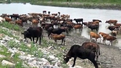 sudan - Muş'ta hayvanların nehirdeki yolculuğu Videosu