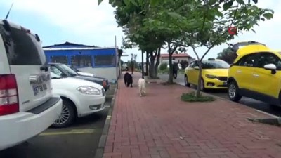 fenomen -  Köpeklerin korkulu rüyası 'Sarı'  Videosu