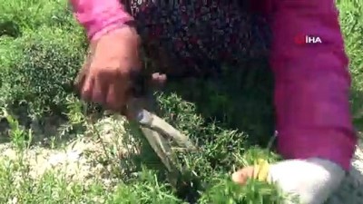 sifa deposu -  Zahter diyarında hasat mesaisi  Videosu