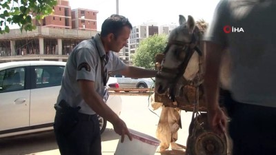 elektrik dagitim sirketi -  Hırsızlık teşebbüsünde kullanılan kör ata, polis ve güvenlikçi şefkati Videosu