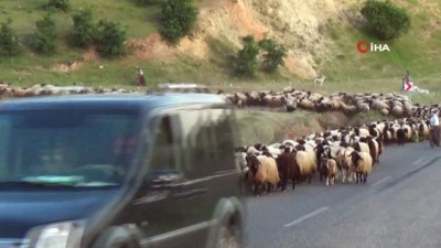 ilginc goruntu -  Koyun sürüsü karayolunu trafiğe kapattı...Sürünün tünelden geçtiği anlar ilginç görüntüler oluşturdu  Videosu