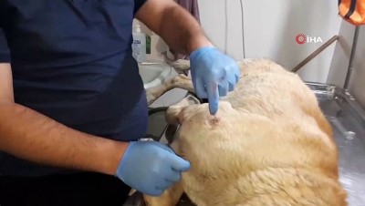  Darp edilip silahla vurulan köpek tedavi için İstanbul'a gönderiliyor 