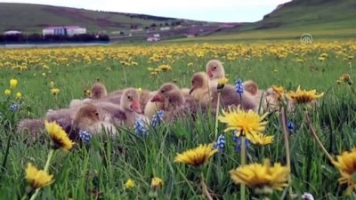 kis mevsimi - Doğu'da baharla gelen görsel şölen - KARS/ARDAHAN Videosu