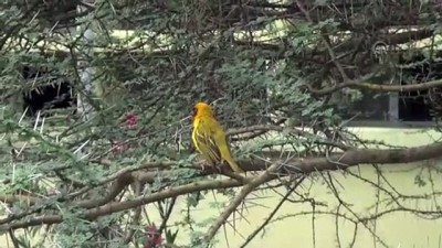 hassasiyet - Dokumacı kuşlar mühendis gibi yuva yapıyor - ADDİS ABABA  Videosu