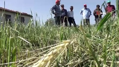  Doluzede çiftçiler devletten yardım bekliyor