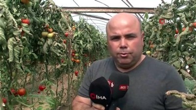 dekolte -  Çiftçinin kabusu ‘Tuta’ geri döndü  Videosu