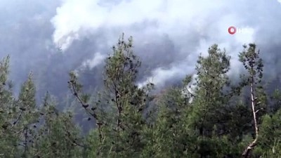 ihbar hatti -  Bilecik'te orman yangını: 2 dekar alan kül oldu  Videosu