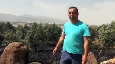 zeytin agaci - Gaziantep'de zeytinlik ve arpa tarlasında yangın - GAZİANTEP Videosu