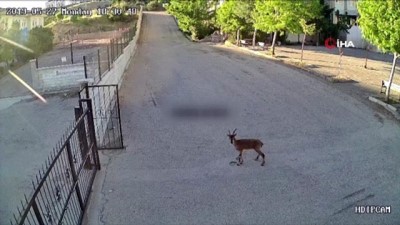 keci -  Görevlinin okula giren dağ keçisi ile imtihanı kamerada Videosu